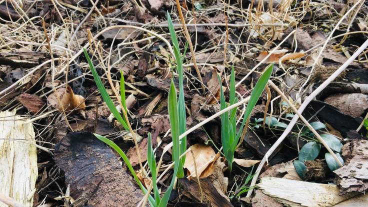 Green shoots of allium coming up through brown bark
