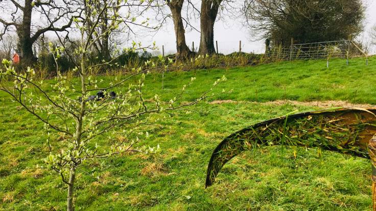 Scythe blade held in front of freshly scythed grass, next to young tree