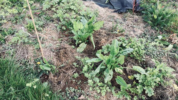 Green leaved plants in straw mulched ground