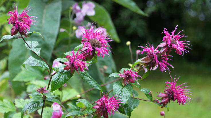 Spray of pinkish flowers with long petals