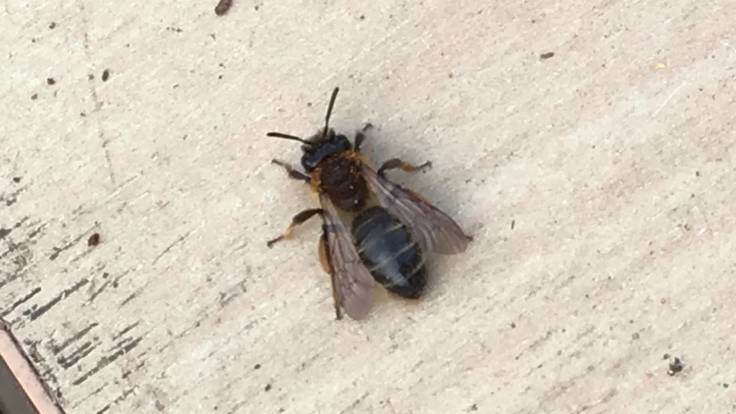 Wasp on wooden table