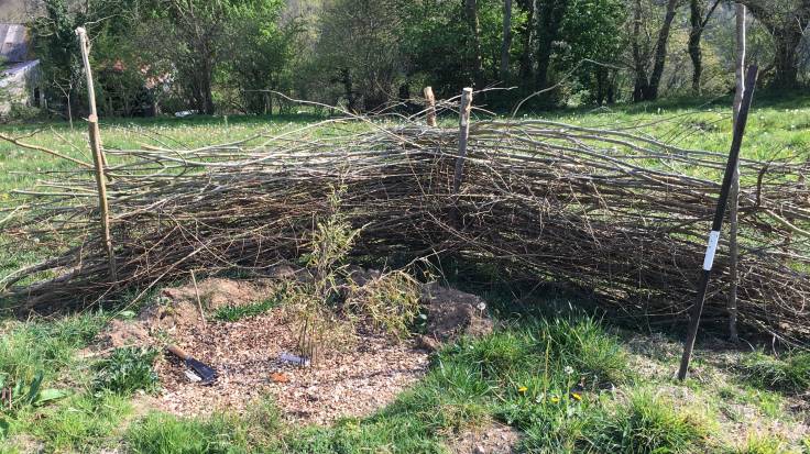 Inside the dead hedge, showing small bamboo