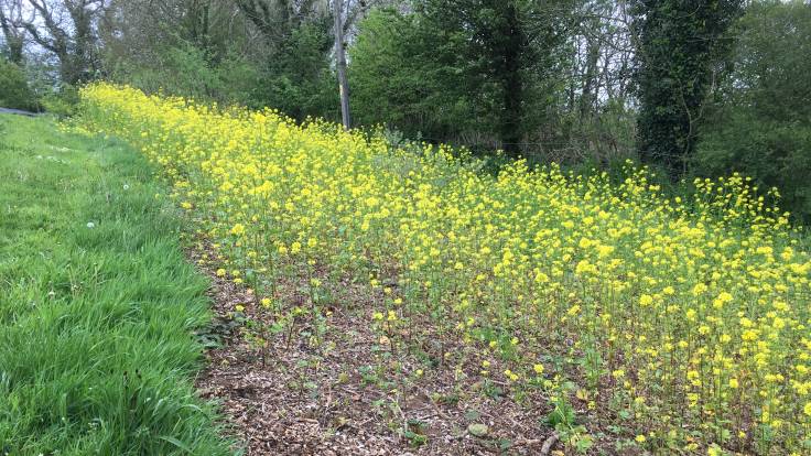 Bright yellow flowers of mustard by a grass path