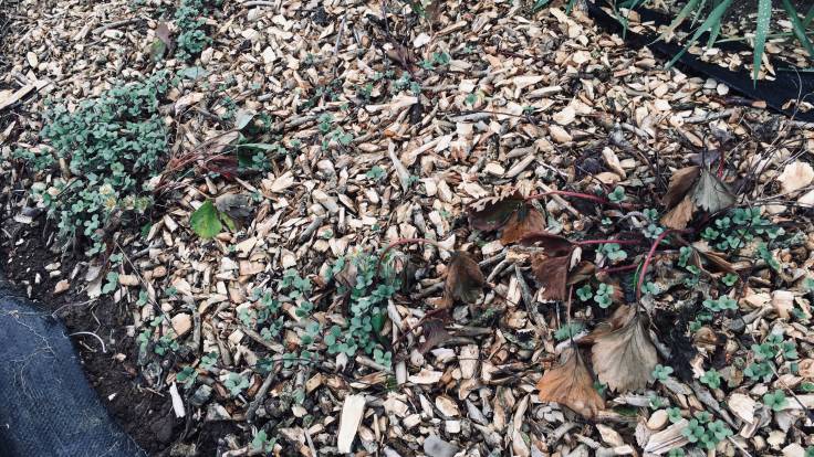 Woodchip mulch with seedlings and ground cover plants