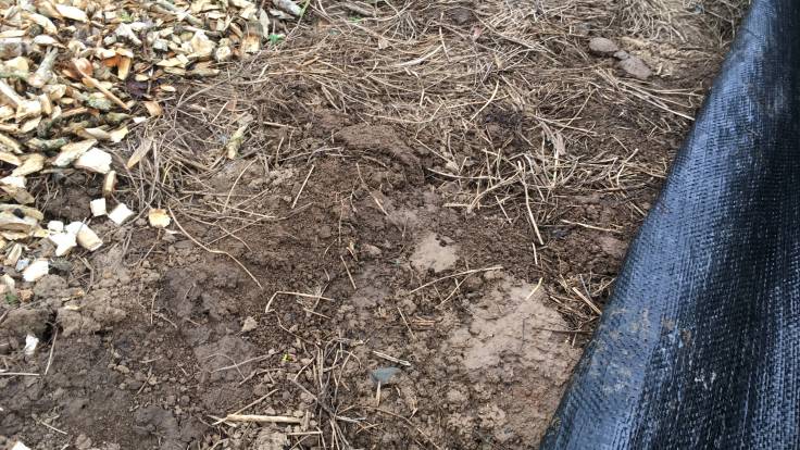 Bare soil beneath the sheet mulch