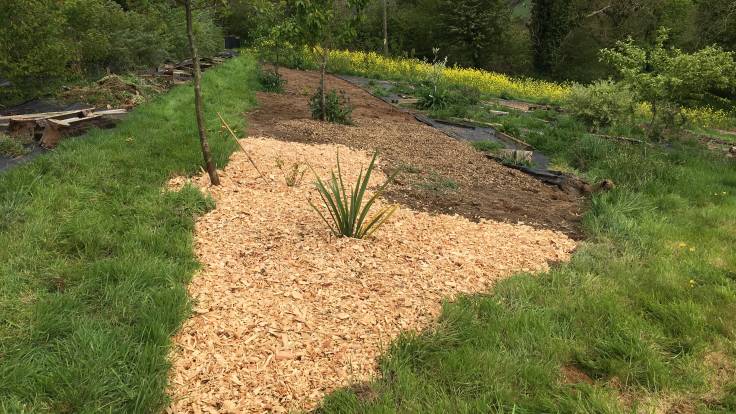 Freshly mulched bare soil in forest garden