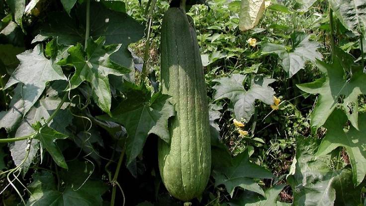 Hanging green cucumber shaped fruit