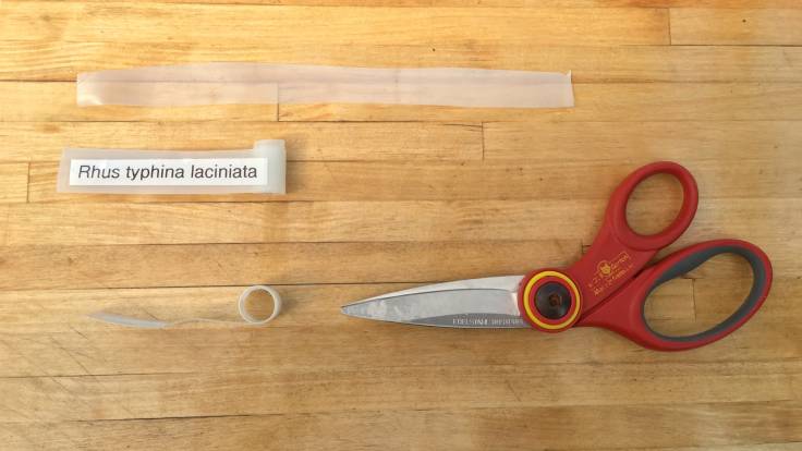 Scissors and homemade labels on wooden worktop