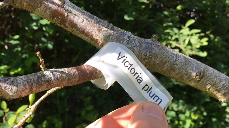 Hand holding plant label curled around small branch