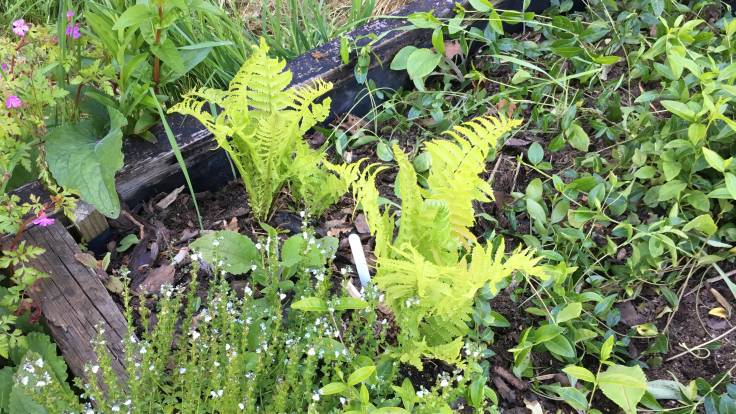 Two little, bright green ferns in raised bed