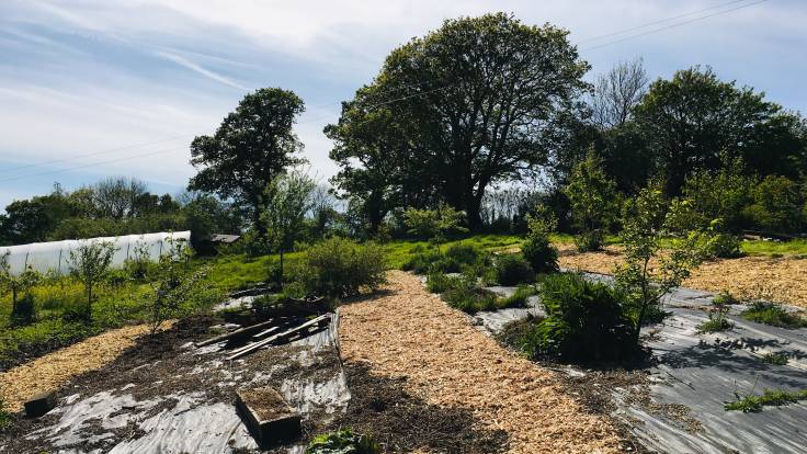Newly laid woodchip next to sheet mulch, trees in background