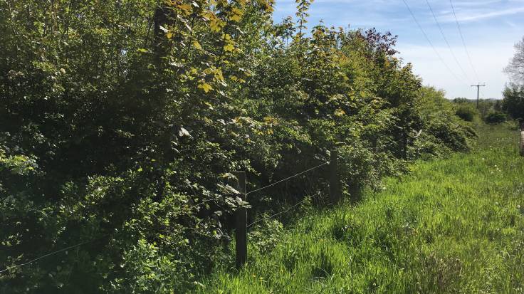 Scraggy hedge with long grass in front