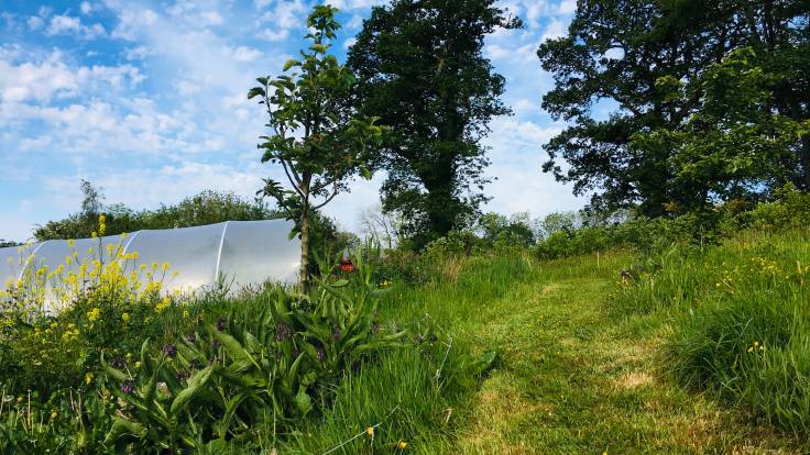 Grass path past pond and polytunnel, mature trees in the background