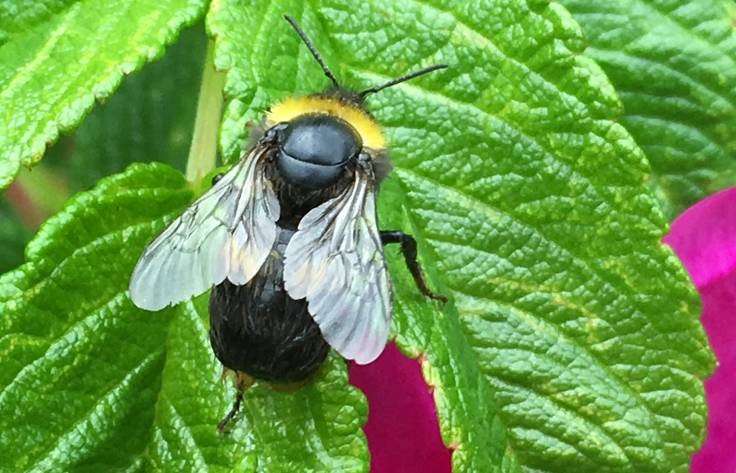 Bumblebee on rose leaf