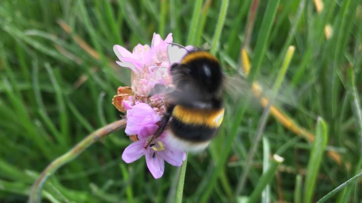 Bumblebee flying on pink flower