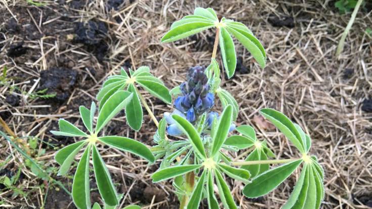 Pendulous leaves and faint blue flower of the edible lupin