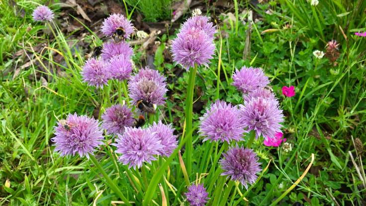 Bumblebees on chive flowers