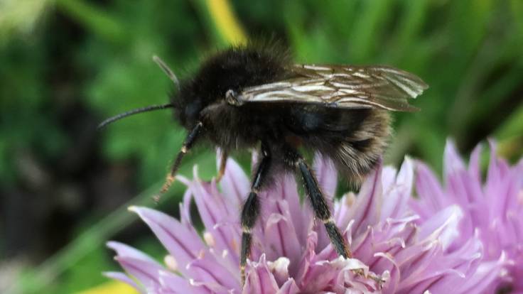 Dark bumblebee on chive flowerhead