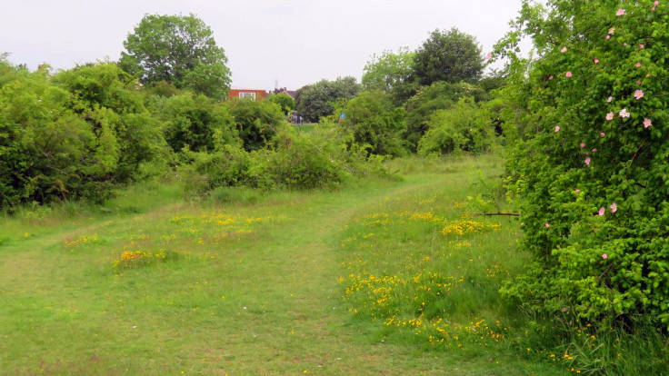 Scrubland, grass paths, wild flowers, house through trees