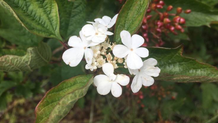 White flowers and reddening berries on a bush