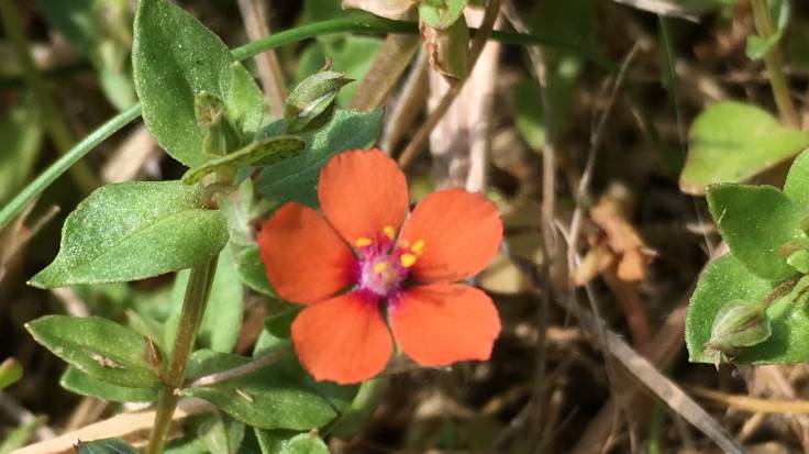 Close up of 5 petalled open red flower