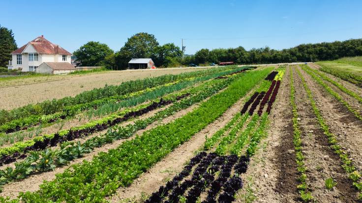 Tidy lines of vegetables in a field