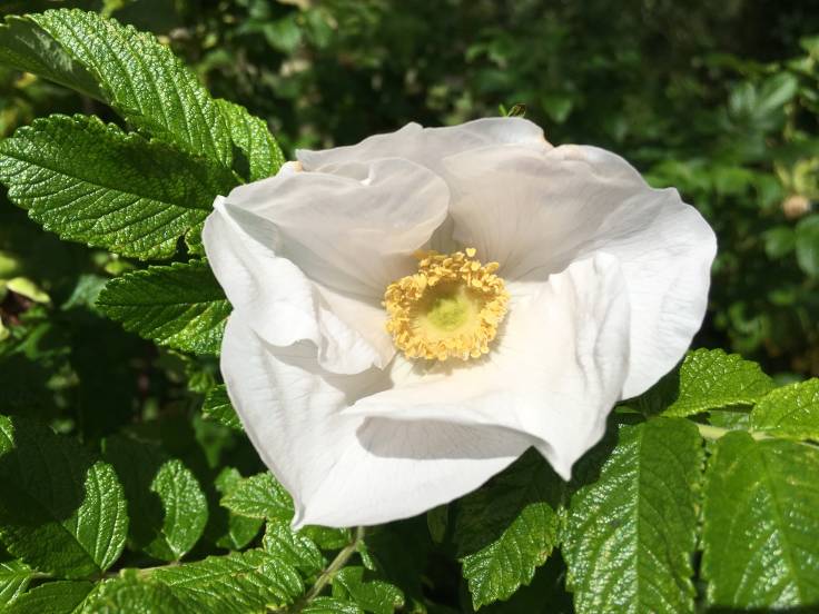 White open rose flower