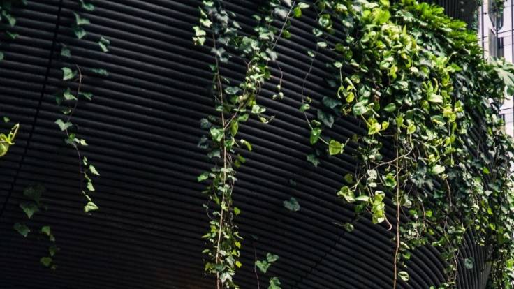 Ivy growing on curved tin roof