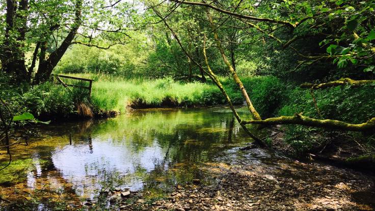 Bucolic river scene