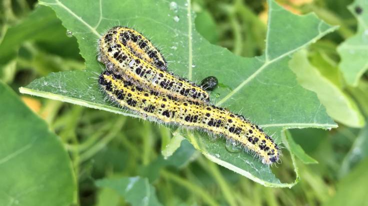 Black and yellow caterpillars munching nasturtium leaves