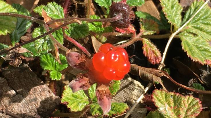 Pinky red blobby little Nepalese Raspberry fruit