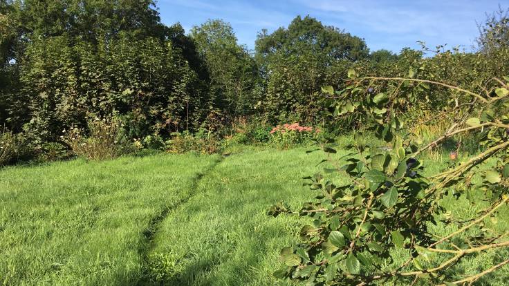 Track through long wet grass, past a plum tree and out through the hedge