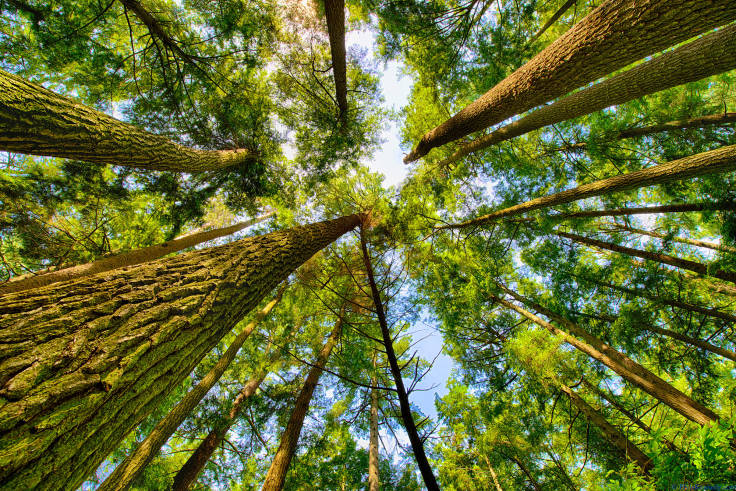 Looking up the trunks of pine trees to the sky, the sky