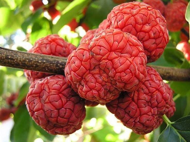 Brain-like red melonberry fruit on the tree