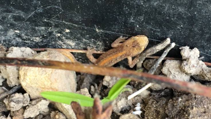 Small lizard in plant pot