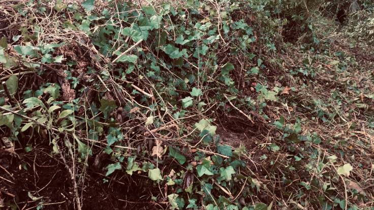 Baby hawthorn trees just about visible amidst the ivy