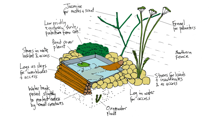 Ink line drawing of pond, coloured in Photoshop