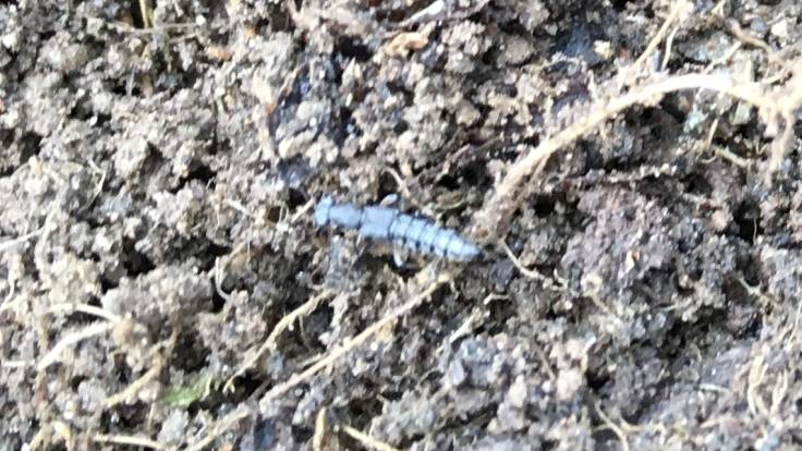 Blurry photo of little critter on soil