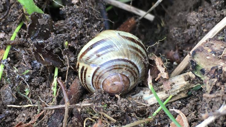 Stripy snail on soil