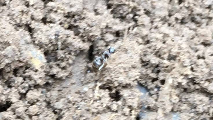 Blurry photo of ant on soil