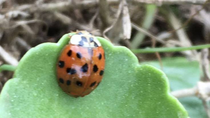 A ladybird on green rounded leaf