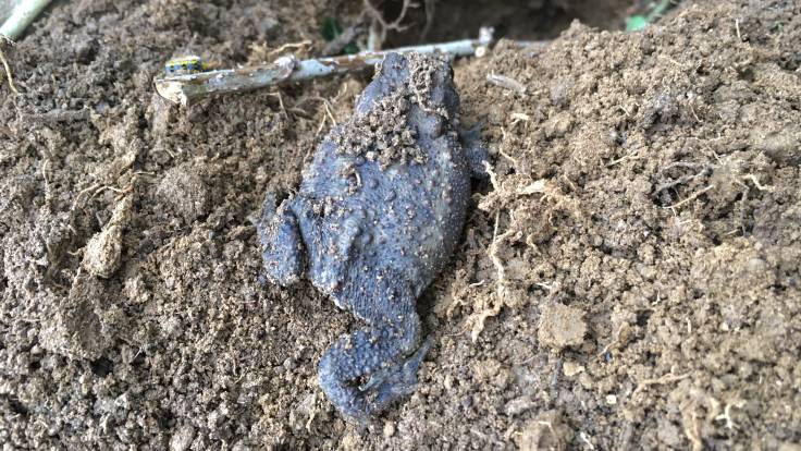 A toad crawling up soil
