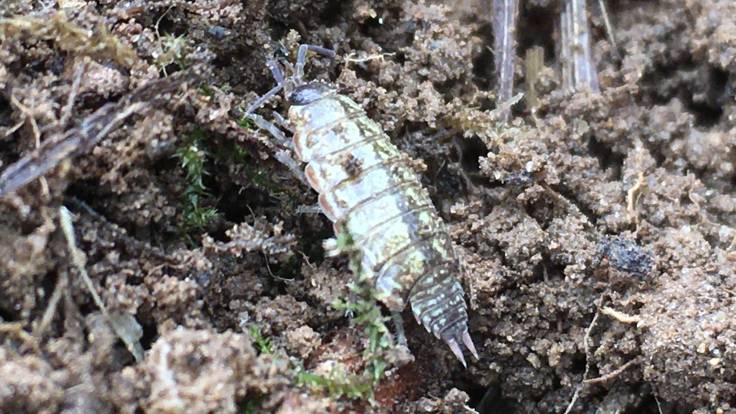 A woodlouse on soil