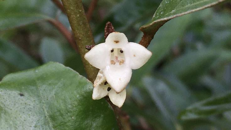 Small white starry flower and evergreen foliage behind