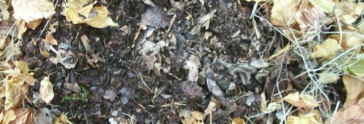 Mouldy leaves
