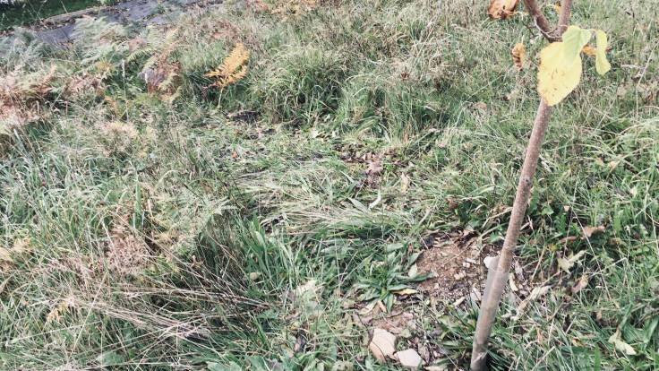 Clearing next to young tree, with bits of dark poo on it