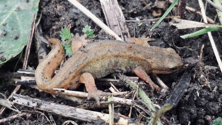 Closeup small orange newt