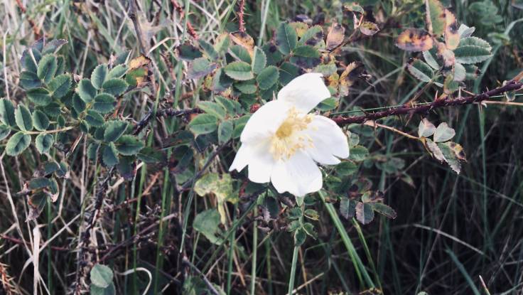 White open wild rose flower