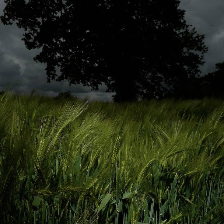Green barley foreground, oak silhouette background