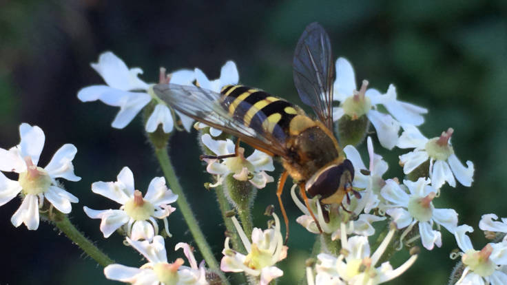 Hoverfly on small white flower